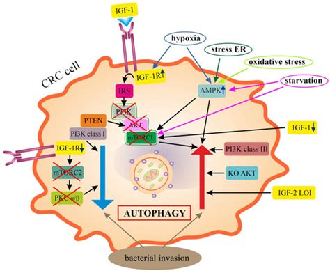 Ijms Free Full Text Autophagy And The Insulin Like Growth Factor