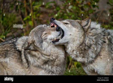 Two Gray Wolves One Showing Dominance Over The Other By Biting Its