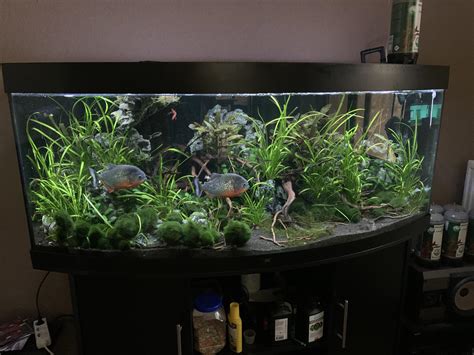 Piranha Fish Tank Setup