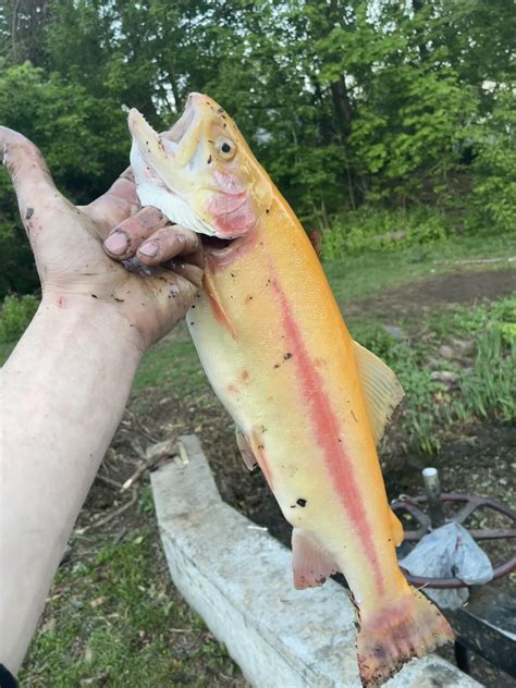 Fish Palomino of the year : r/troutfishing