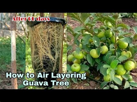 How To Air Layering Guava Tree Growing Guava From Cutting New