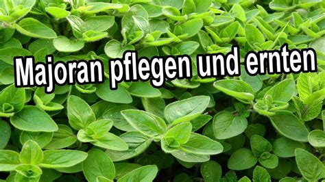 Majoran pflegen und ernten Majoran Standort Gießen Düngen