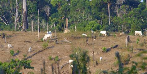 O mundo desconhecido das Savanas Amazônicas Instituto Humanitas