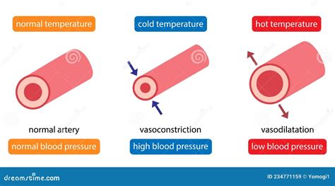 Cooling Cause Vasoconstriction and Increase Blood Pressure. Heat Cause Vasodilation and Decrease ...