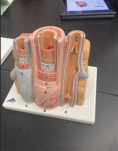 Anatomy Of Blood Vessels Diagram Quizlet