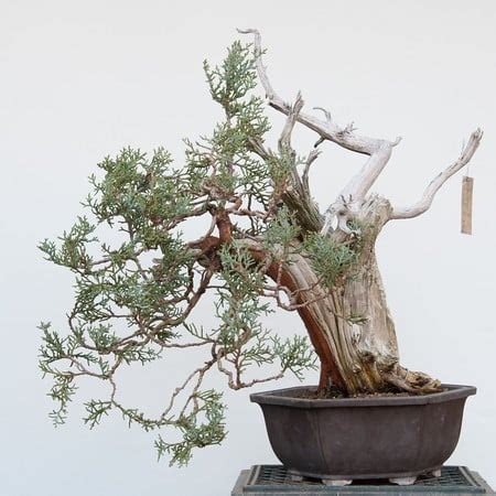 Grafting Utah juniper - a post without words - Bonsai Tonight