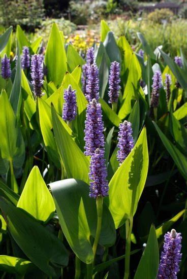 7 Common Louisiana Swamp Flowers | Balcony Garden Web