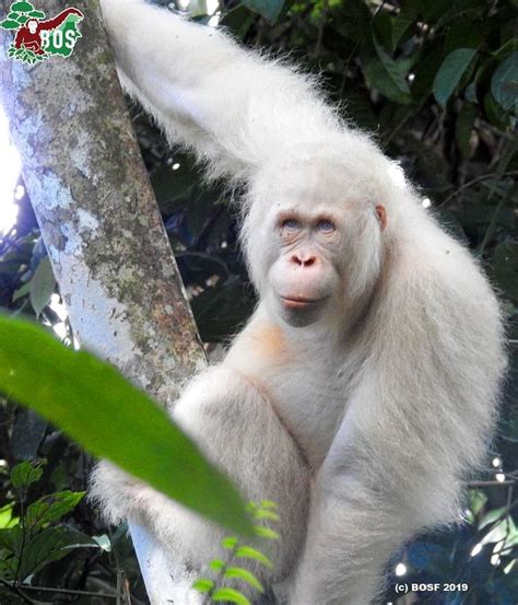 Rare Albino Orangutan Hanging From A Tree Branch