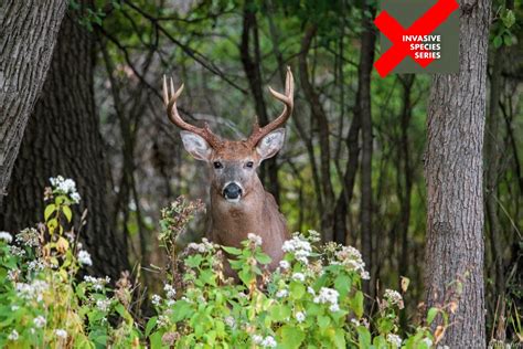 Outdoor Illinois Journal When Hunting Seasons Over Habitat Season Begins