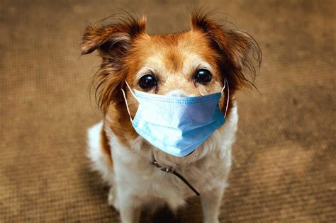 Viral Video Shows An Adorable Boy Putting A Mask On His Dog