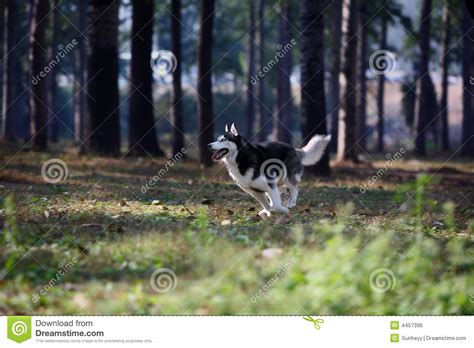 Cane Del Husky Fotografia Stock Immagine Di Foresta Cacciatore