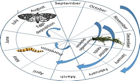 Processionary caterpillar life cycle | Download Scientific Diagram