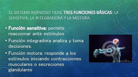 Objetivo Describir Las Principales Funciones Del Sistema Nervioso