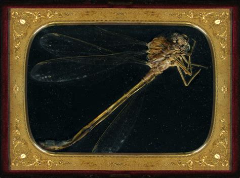 Insecticide · Mat Collishaw