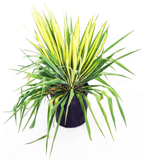 Юкка колор гуард (75 фото) » НА ДАЧЕ ФОТО