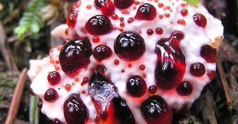 The ‘bleeding Tooth Fungus Also Known As The Devil S Tooth Red Sap Oozes Through Its Tiny