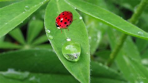 Dew Early Ladybug Lady Bug 1080p Green Firefox Persona Dew Drops