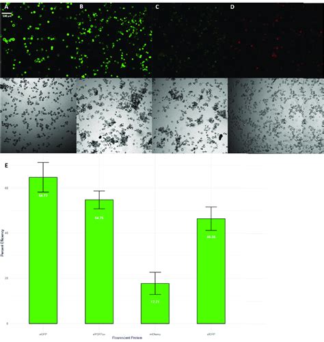 A Sfgfp Overexpression B Egfp Overexpression C Eygfpuv