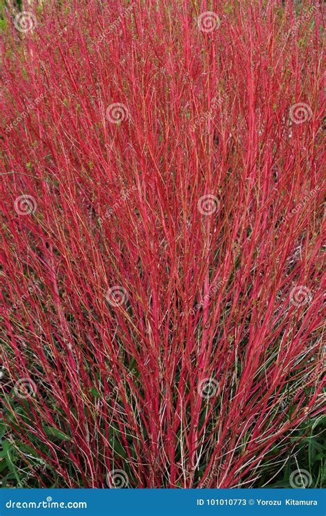 Kochia Scoparia Grass Royalty Free Stock Image Cartoondealer