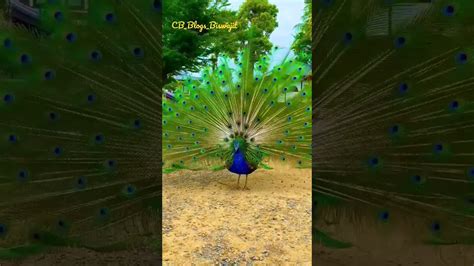 Peacock 🦚 🦚 🦚 🦚 Youtube