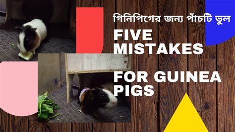 Five Mistake For Pet Guinea Pig With English Subtitle পোষা