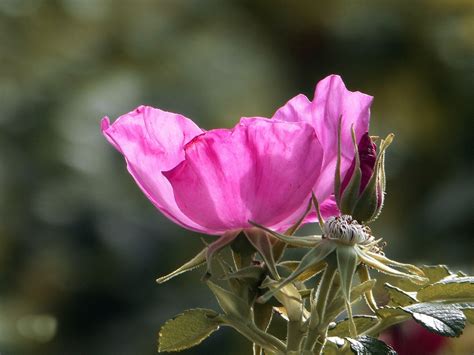 Heckenrose Hagebutte Natur Kostenloses Foto Auf Pixabay Pixabay