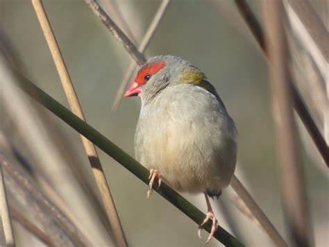 Red-browed finch