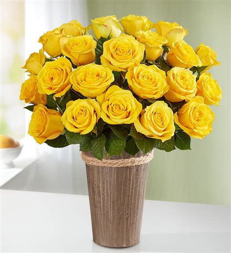 Yellow Roses | 1800Flowers.com