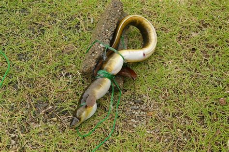 うなぎ釣りの餌について