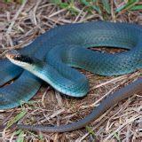 Blue Racer Snake Facts and Pictures