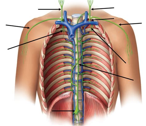 Lab Exam Diagram Quizlet