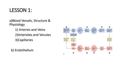 Solution Blood Vasculature Megakaryocytes And Platelets Studypool