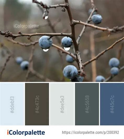 4 Juniper Berry Color Palette Ideas In 2024 Icolorpalette