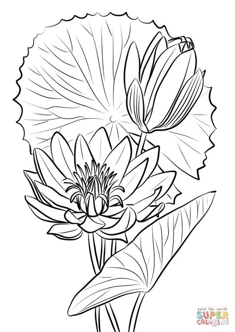 15 Lily Coloring Pages Color Info