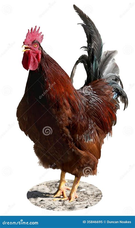 Red Rooster Crowing Stock Image Image Of Chicken Farming 35846695