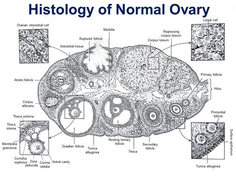 Normal Ovarian Histology