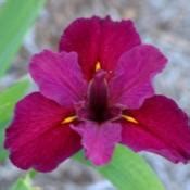 Louisiana Iris (Iris 'Red Velvet Elvis') in the Irises Database - Garden.org