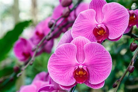 Orquídea Todo Sobre Estas Flores Tipos Cultivos Y Cuidados De Planta