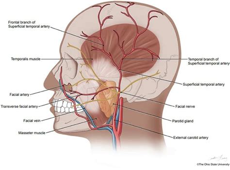 Pathway Of Superficial Temporal Artery Diagram Quizlet Atelier Yuwa