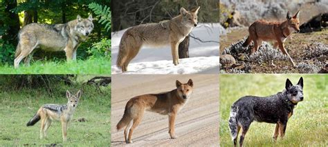 The Dingo Is A True Blue Native Australian Species