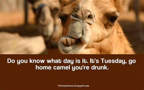 Happy Funny Tuesday Quotes With Images Pictures