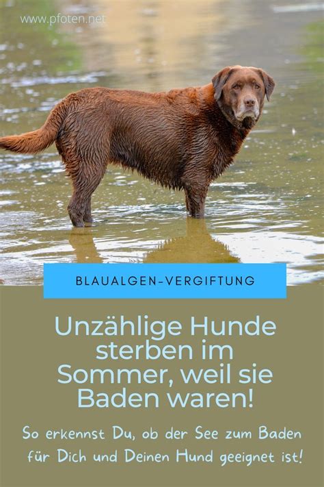 Vergiftung Beim Hund Ursachen Symptome Und Behandlung Artofit