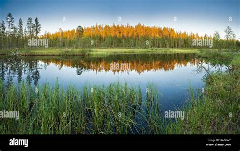 Sunlit forest hi-res stock photography and images - Alamy