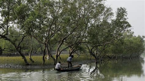 India S Changes To Forest Conservation Law Draws Protests From