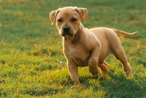 Pit Bull Dachshund Mix Facts: Breed Traits, Health & Care Guide