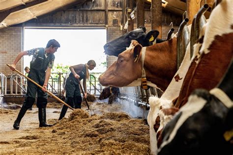 Rinder Bekommen Keine Behandlung Landwirte Aus Dem Allg U Wegen