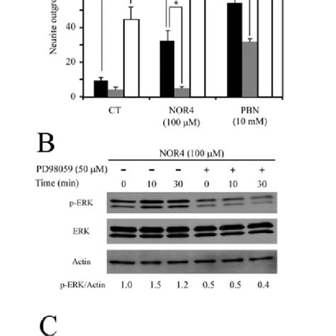 Nor4 Induced Neurite Outgrowth In Pc12 Cells Through The Ras Erk