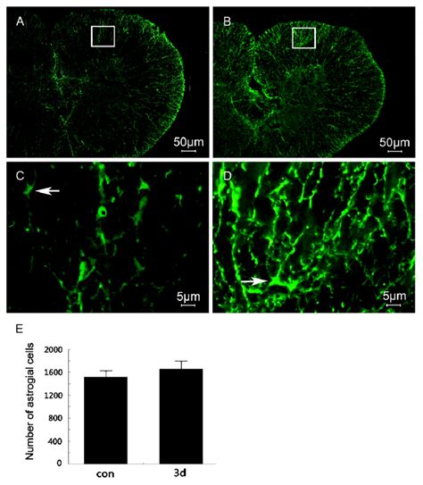 Gfap Immunohistochemical Analysis Of The Adult Gecko Spinal Cord For 2