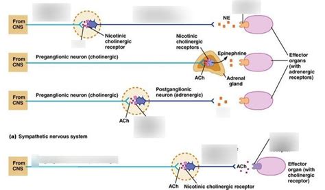 Diagram of Neurotransmitters and receptors in autonomic nervous system | Quizlet