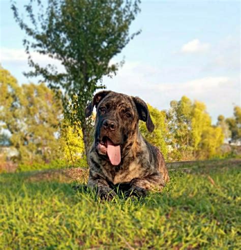 Cane Corso Tigrato Cucciolo Petpassion